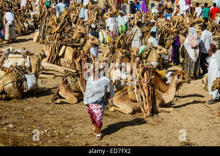 Les chameaux chargés de bois de chauffage sur le marché du lundi de Keren, en Érythrée Banque D'Images