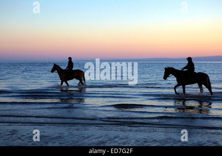 Deux chevaux marcher dans la mer à Whitmore Bay, Barry Island, dans le sud du Pays de Galles. Banque D'Images