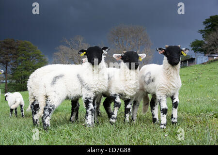 Swaledale agneaux jouant dans champ, Cumbria, Royaume-Uni Banque D'Images