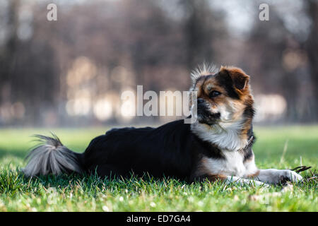 Tibetan Spaniel. Banque D'Images