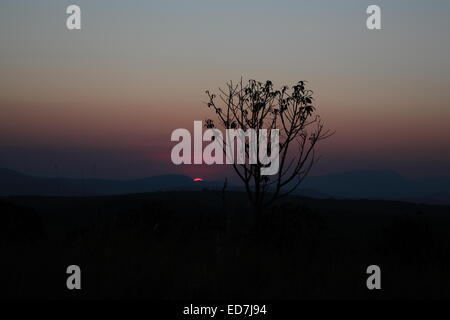 Silhouette d'un arbre au coucher du soleil dans la région de Mpumalanga, à proximité de la Trois Rondawels Banque D'Images