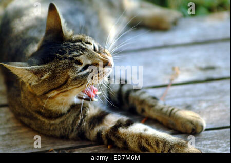 Chat, félin, portrait, noir, animaux, animaux domestiques, l'un Banque D'Images