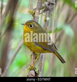 Bel oiseau jaune, Golden femelle Tarsiger Robin Bush (chrysaeus), debout sur une branche, portrait Banque D'Images