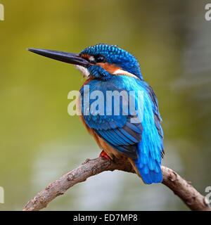 Belle blue bird, Kingfisher Kingfisher (Alcedo commun mâle atthis), assis sur une branche, profil arrière Banque D'Images