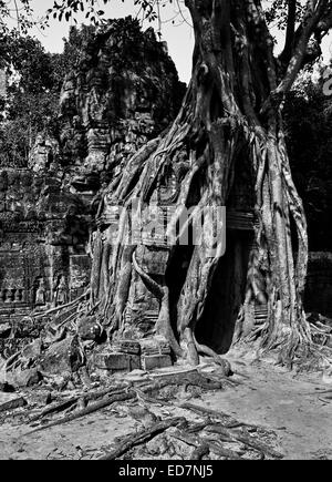 L'Est de l'Gophura passerelle sur Ta Som temple envahi par strangler fig tree roots, Angkor, Cambodge Banque D'Images