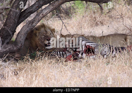 Lion Panthera leo se nourrissant de Zebra tuer en Kruger National Park Banque D'Images