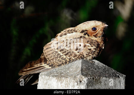 Brown oiseau de nuit, or (Indien) asiaticus, couchée sur le kilomètre's Road dans la nuit Banque D'Images