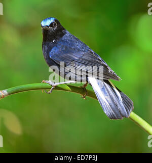 Blue Bird colorés, homme le cerf de Robin (Myiomela leucura), debout sur la branche de bambou, profil arrière Banque D'Images