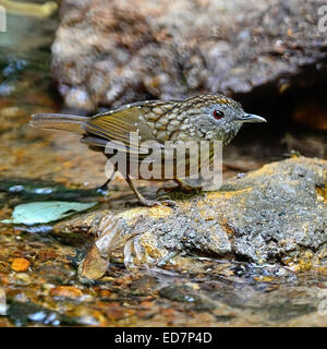 Brown Discoureur, strié d'oiseaux Wren (Napothera brevicaudata), debout sur le rocher, portrait Banque D'Images