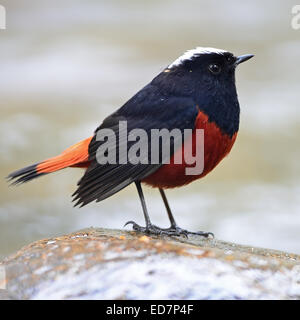 Bel oiseau rouge et noir, l'eau blanche Paruline flamboyante (Chaimarrornis leucocephalus), debout sur le rocher, portrait Banque D'Images