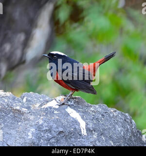 Bel oiseau rouge et noir, l'eau blanche Paruline flamboyante (Chaimarrornis leucocephalus), debout sur le rocher, portrait Banque D'Images