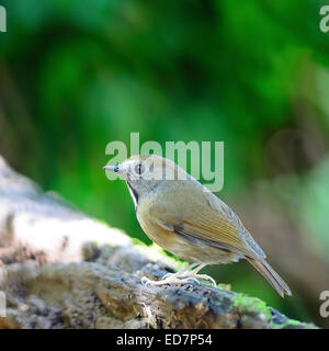 Petit oiseau brun, blanc-gorgeted Flycatcher Ficedula ( monileger), debout sur le journal, profil arrière Banque D'Images