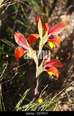 Alatus glaïeul glaïeul sauvage nain Cederberg Wilderness et la montagne réserver également en croissance au Namaqualand Cape Afrique du Sud Banque D'Images