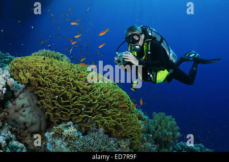 Scubadiver à la Pagode à Corall Coral ou disque (Turbinaria mesenterina) Red Sea, Egypt, Africa Banque D'Images