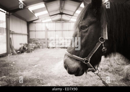 Gros plan du cheval tête tandis que dans ancienne grange Banque D'Images