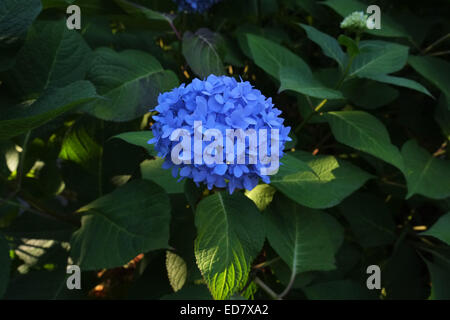 Hortensia bleu en pleine floraison dans un buisson dans la nature Banque D'Images