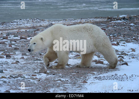 L'ours adultes de marcher à travers la toundra, sur le bord de la Baie d'Hudson Banque D'Images