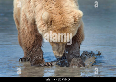 Close up de l'ours brun sur la récolte des myes vasières Banque D'Images