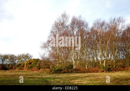 Un petit bosquet de bouleaux d'argent en hiver sur Kelling Heath, Norfolk, Angleterre, Royaume-Uni. Banque D'Images