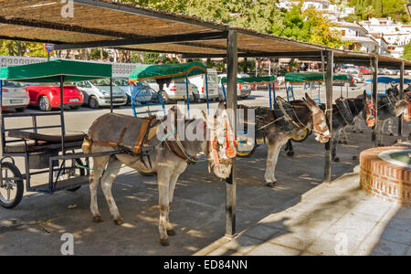 Des ânes et des charrettes SE REPOSANT À L'OMBRE MIJAS PUEBLO VILLAGE ESPAGNE Banque D'Images