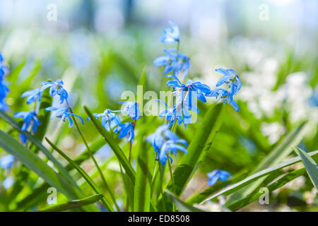 Scilla sibirica. Fleurs de Printemps Bleu et blanc. Selective focus Banque D'Images