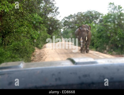 Sri Lanka mâle aux défenses de l'éléphant marche vers la jeep safari sur chemin de terre dans la région de parc national de Yala, au Sri Lanka. Banque D'Images