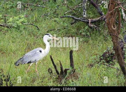 Héron cendré dans Parc national de Yala, au Sri Lanka, Province du Sud, l'Asie. Banque D'Images