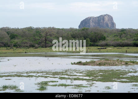 Mountain et peint des cigognes dans Parc national de Yala, au Sri Lanka, Province du Sud, l'Asie. Banque D'Images