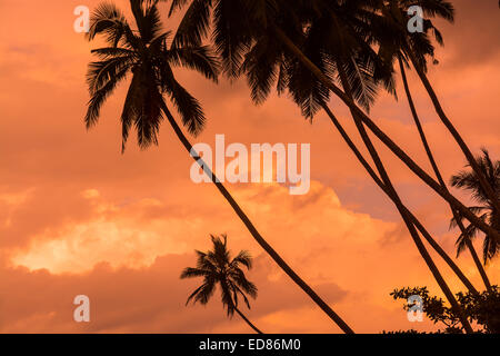 Silhouettes de palmiers sur nuageux ciel orange chaud, le Sri Lanka, l'Asie en décembre. Banque D'Images