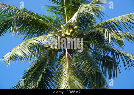 Coco King en gros plan, des arbres poussant dans un jardin dans la Province du Sud, Sri Lanka, en Asie. Banque D'Images