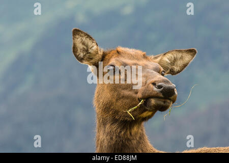 Close-up of elk à mâcher sur l'herbe Banque D'Images