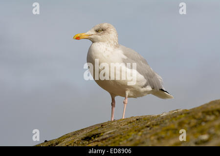 Mouette debout sur mur du port à Mousehole, Cornwall, Angleterre Banque D'Images