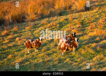 Au coucher du soleil rougeoyant moutons Jacobs, Ambleside, Cumbria, Royaume-Uni. Banque D'Images