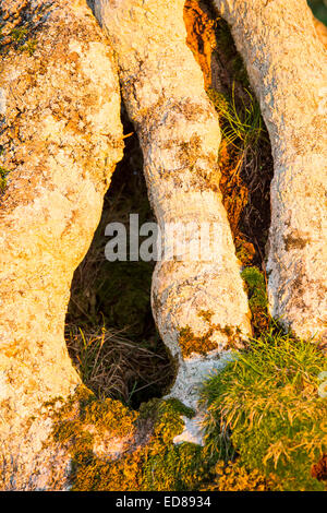 Ash Tree Trunk au coucher du soleil rougeoyant, Ambleside, Cumbria, Royaume-Uni. Banque D'Images