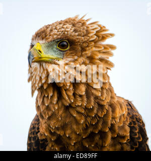 Eagle à ses proies. Banque D'Images