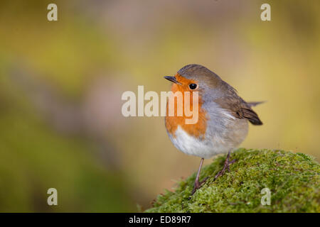 Rougegorge familier Erithacus rubecula aux abords, perché sur la roche moussue Banque D'Images