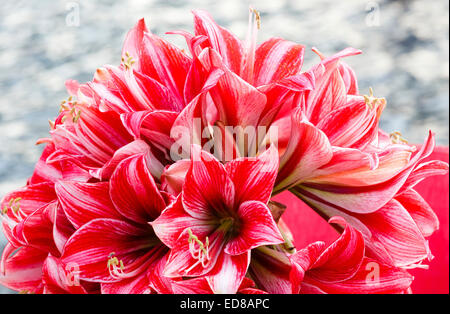 Beau rouge avec des fleurs blanches de l'Amaryllis (macro) au printemps. Banque D'Images