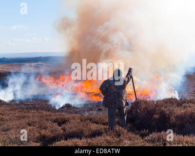 Heather contrôlée brûlure sur le North Yorkshire Moors à l'empêcher de plus en plus longtemps et lank qui réduit sa valeur nutritionnelle Banque D'Images