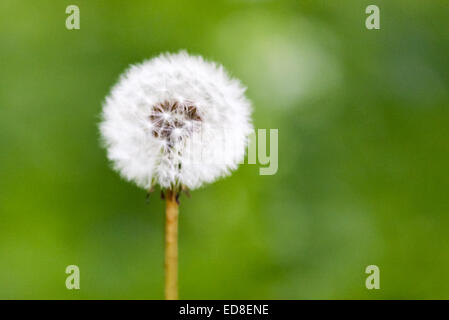 Dandelion horloge grain-tête isolée sur fond vert, mise au point sélective, copyspace. Concepts temps, délicat, printemps, fragilité Banque D'Images