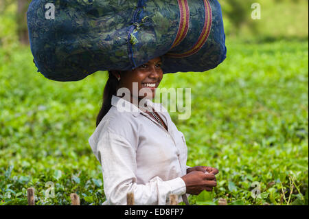 Une feuille de thé bénéficie d'ensileuse de moment d'humour comme elle récolte un sac de feuilles près de Jorhat, Assam, nord-est de l'Inde. Banque D'Images