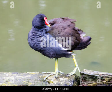 La Gallinule poule-d'eau (Gallinula chloropus) debout sur un arbre tombé et de lissage. Banque D'Images