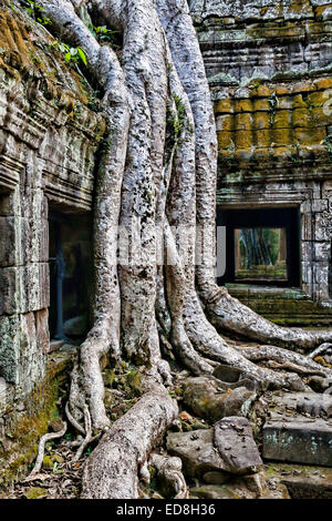 Temple Ta Prohm envahi par les racines des arbres à l'Étrangleur Fig Angkor, Cambodge Banque D'Images