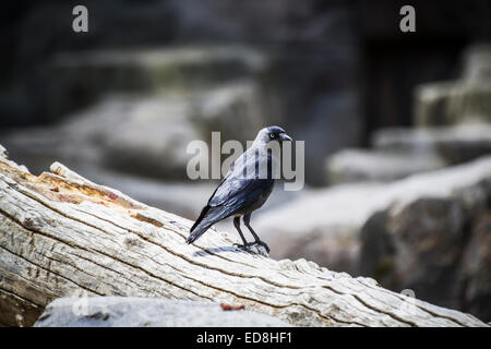 Noir corbeau s'appuyant sur une branche d'arbre Banque D'Images