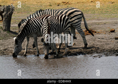 Zebra troupeau dans l'Okovango Botswana Delta potable Afrique sur le bord d'alerte dangers des prédateurs Burchell zèbres Banque D'Images