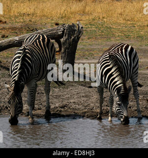 Zebra mare & poulain dans l'Okovango Botswana Delta potable Afrique alerte au danger des prédateurs sur les grandes plaines Banque D'Images