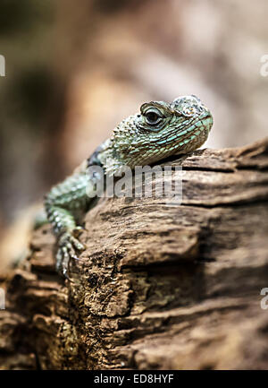 Épineuse Bleu Lézard, Sceloporus serrifer cyanogenys (Mexique et USA) Banque D'Images