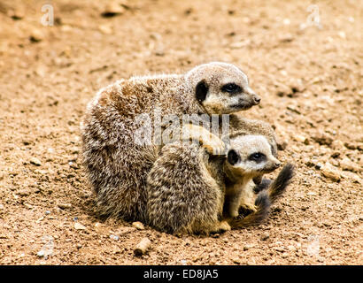 Meerkat adultes (Suricata suricatta) et d'oursons. Banque D'Images