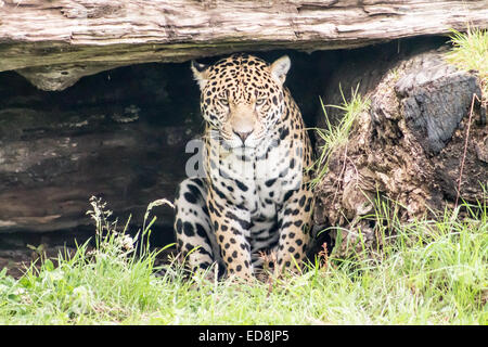 Jaguar (Panthera onca), assis sur l'herbe et regardant la caméra. Profil avant. Banque D'Images