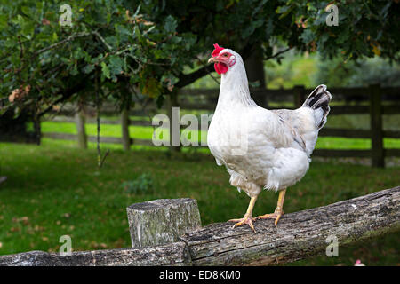 Coq blanc sur la clôture, UK Banque D'Images