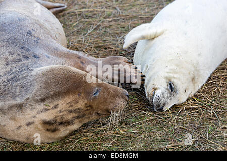 Mère, le phoque gris Halichoerus grypus, gratter le cou de pup à Donna Nook national nature reserve, Lincolnshire, Angleterre, RU Banque D'Images